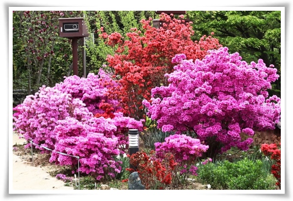 "영산홍" 봄날을 물들이는 활짝 핀 주홍빛 유혹의 매혹적인 꽃!