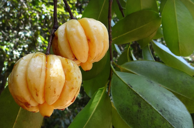 가르시니아의 모습