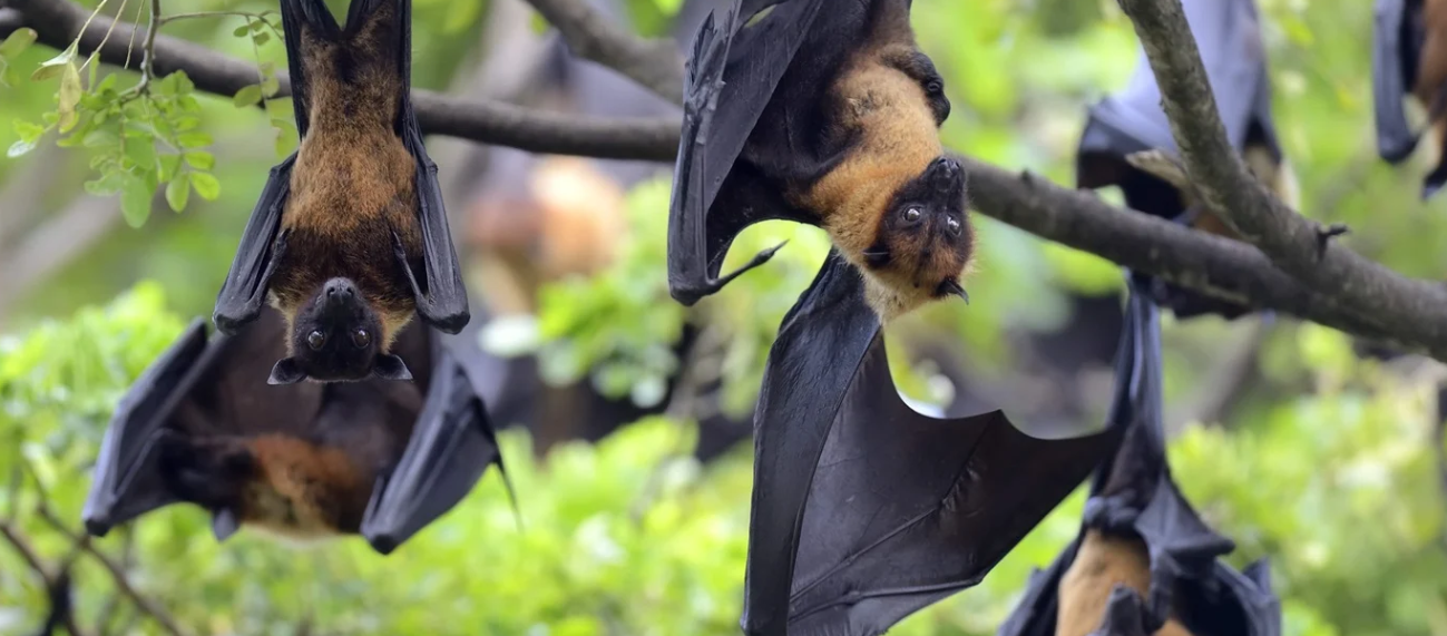 니파바이러스(Nipah virus)란? 증상부터 감염경로&middot;예방까지 한눈에 정리