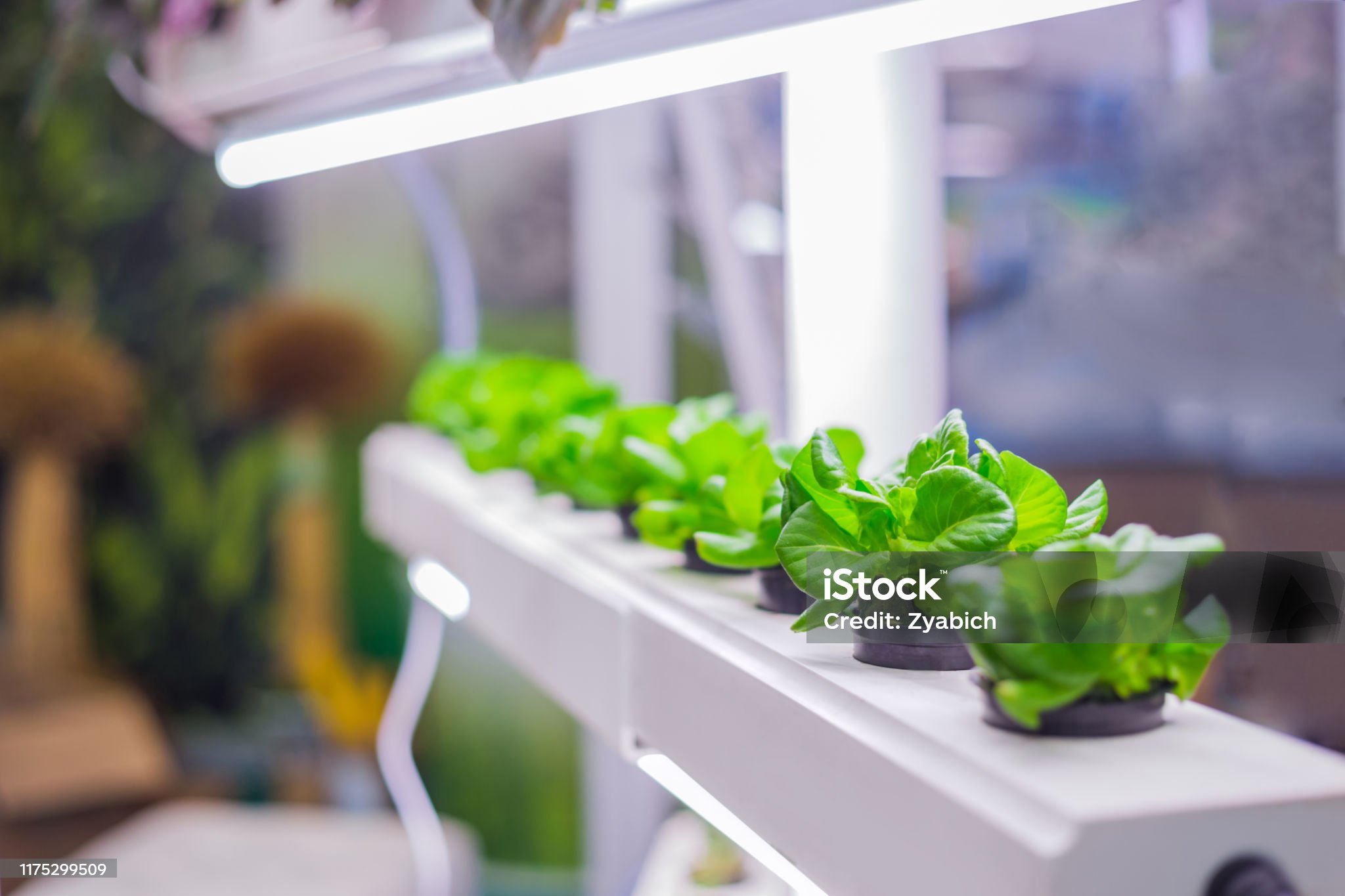 스마트팜 - 수경재배