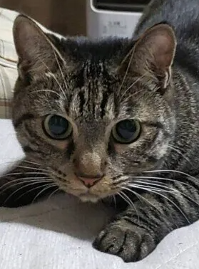 탈주하기 쉬운 고양이는 어떤 고양이? 고양이가 탈주하고 싶어하는 이유와 방지책