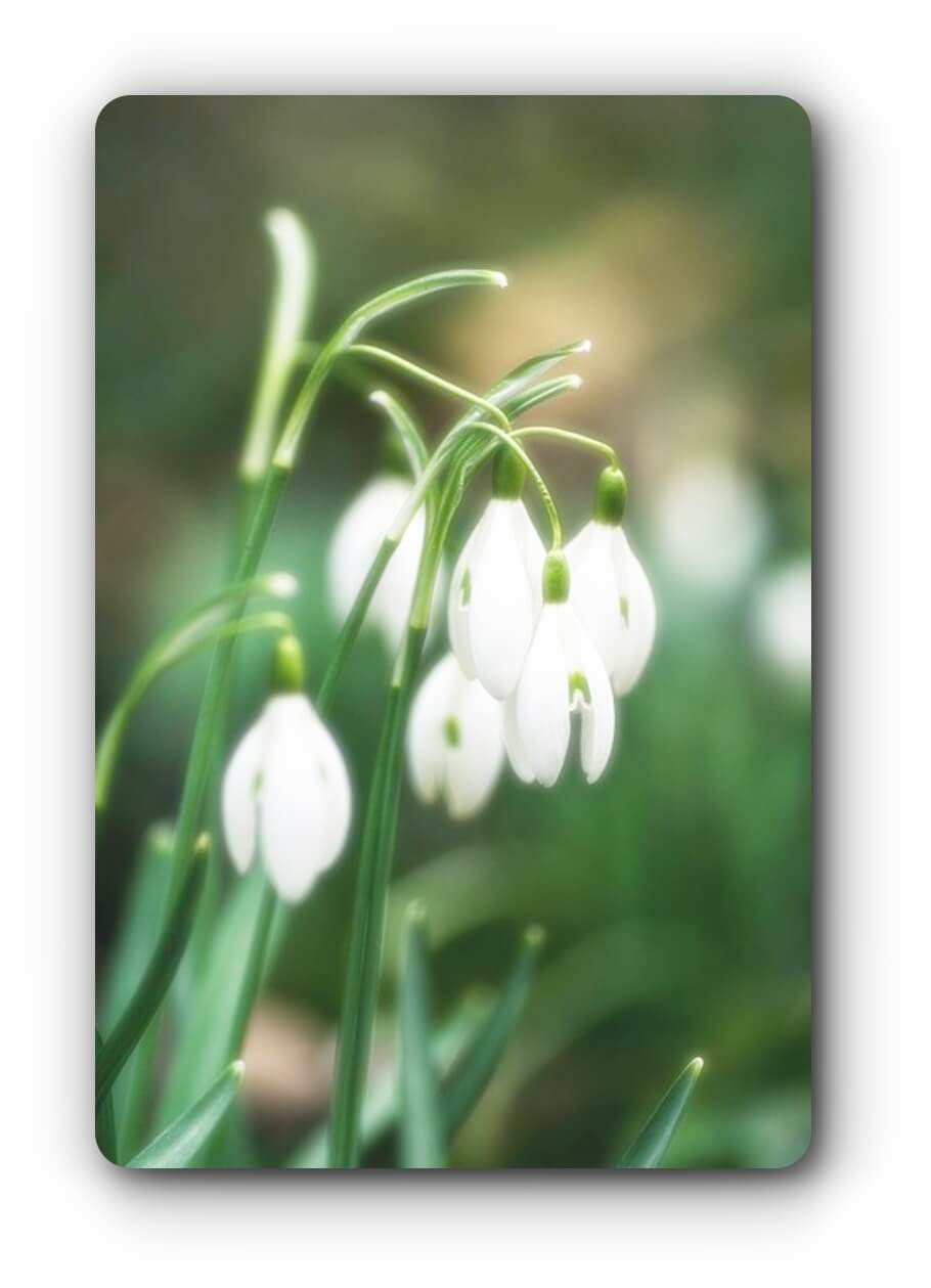 흰색-아름다운-설강화