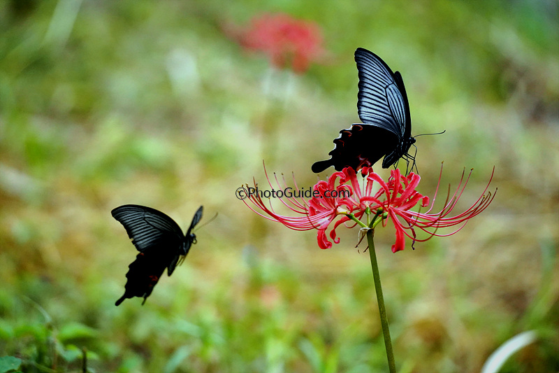 꽃무릇-나비-사진