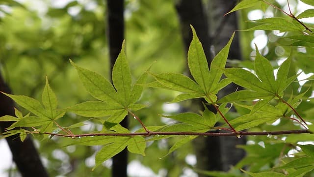 공판준비기일의 실질적 의미와 전략적 활용법