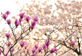 2024년 전국 수목원 정원 스탬프 투어 아름다운 동행