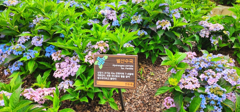 동적골 수국동산