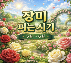 장미 피는 시기