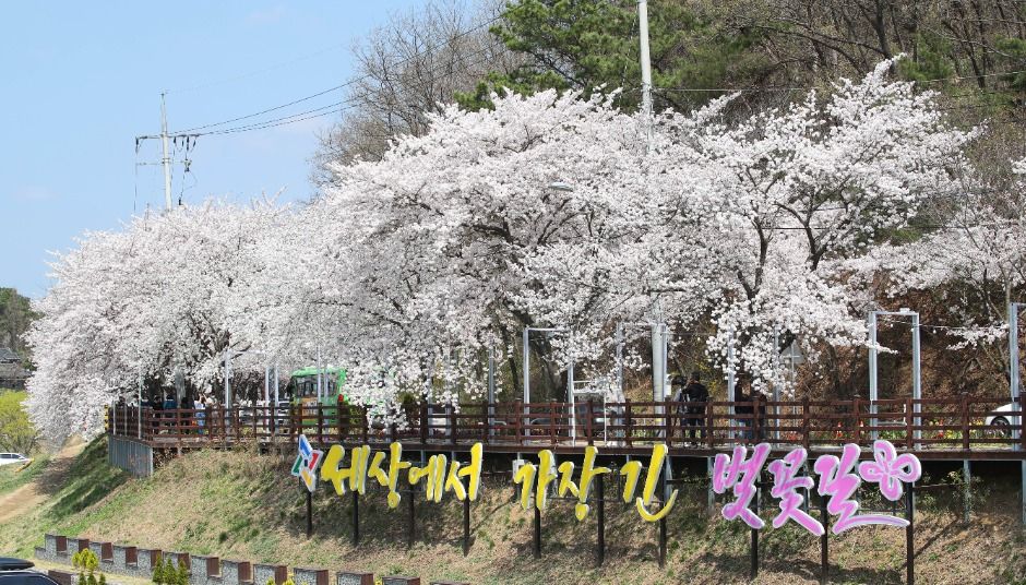 대청호 벚꽃축제 벚꽃 드라이브 여행 가이드 🌸