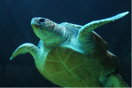 ‘느림’이 프리미엄이 된 시대: 초고속 사회에서의 저속 라이프 디자인