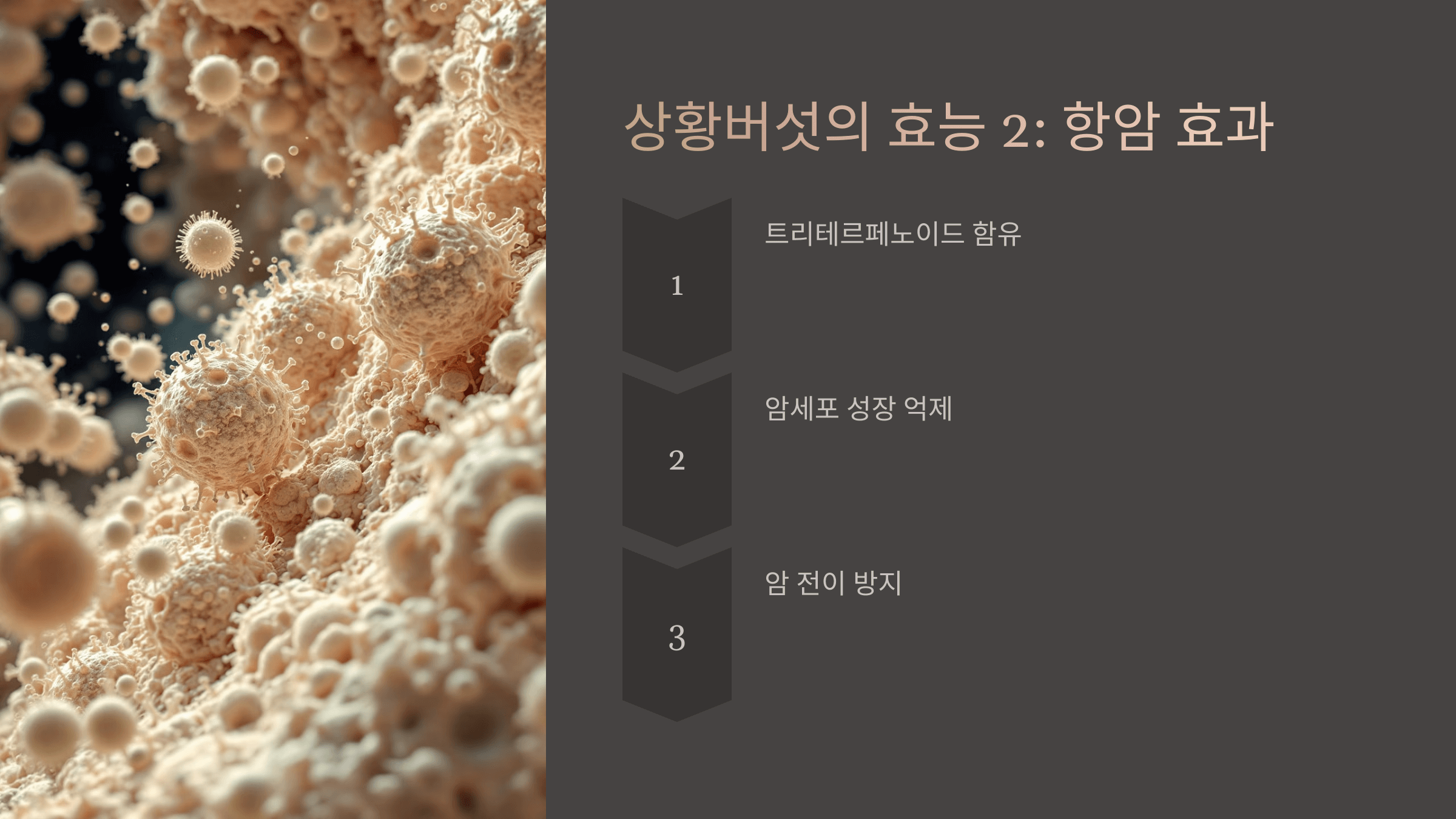 상황버섯과 관련된 사진입니다.