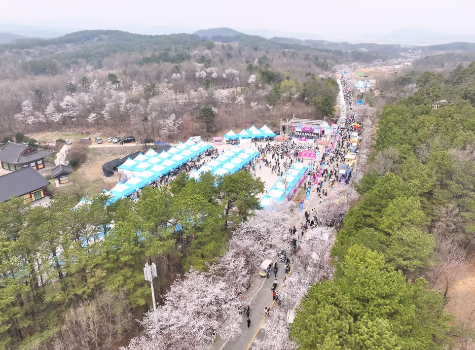 제9회 여주흥천남한강 벚꽃축제 일정 즐길거리 총정리