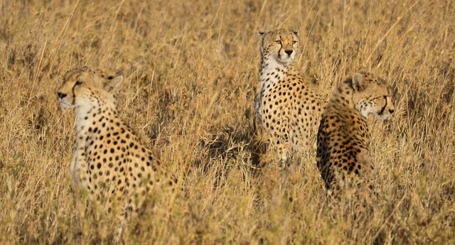 아프리카 사파리 완벽 비교 가이드 (여행지, 숙소, 투어회사)
