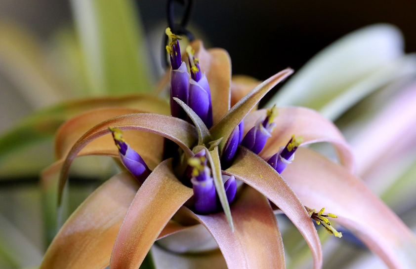 반려식물 겨울철 관리