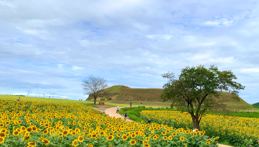 호로고루 성벽 해바라기