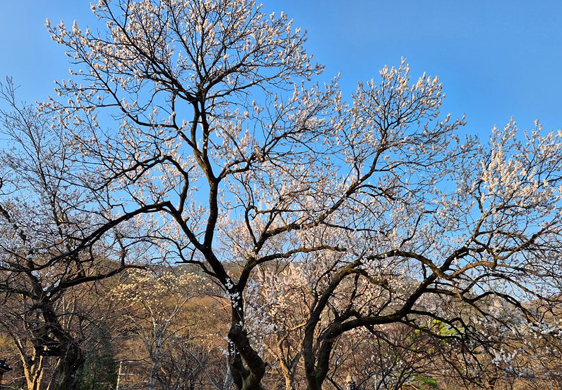 관음사 전에 있는 나무