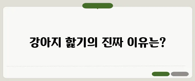 강아지가 핥는 이유 알아보기 애정일까 불안일까
