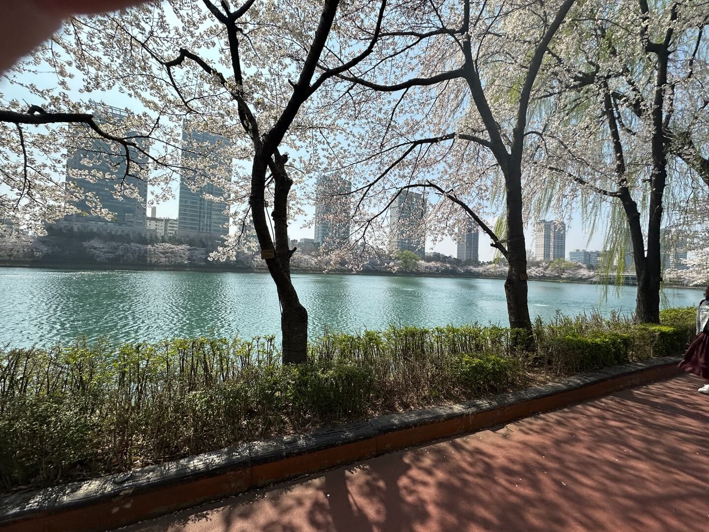 석촌호수 벚꽃 실시간