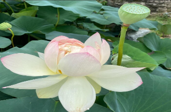 세미원 연꽃축제 연꽃문화제_5