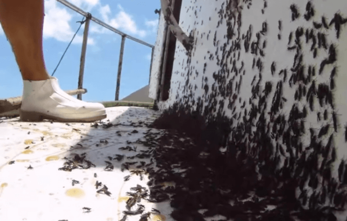 러브버그 방역 신청방법