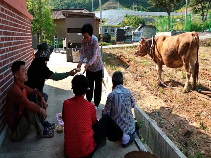 휴먼다큐 사노라면 590회 경북 예천 이동창 씨, 김옥순 씨, 사람 말도 웬만한 건 다 알아듣는 일소, 소는 내 운명 금쪽같은 우리 순둥이 사연 방송 정보 다시보기