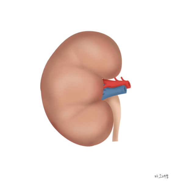 마그네슘 부족현상&amp;#44; 효능&amp;#44; 부작용&amp;#44; 하루 권장량&amp;#44; 복용시간
