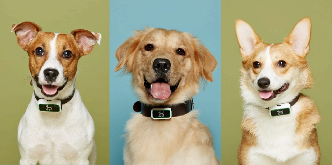 비대면 반려동물 헬스케어 - 비대면 센서를 활용한 반려동물 건강 모니터링은 어떻게 이루어질까?