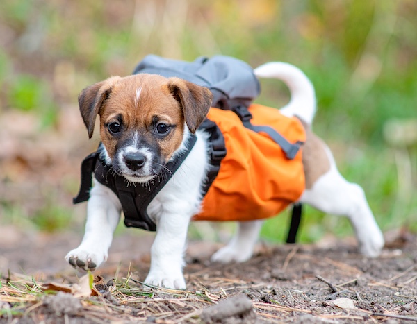 캠핑 가방을 멘 강아지