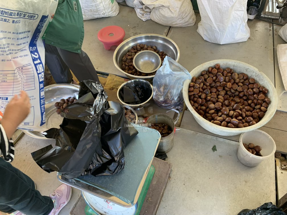 시흥 계수 밤농장 밤 줍기/따기 체험