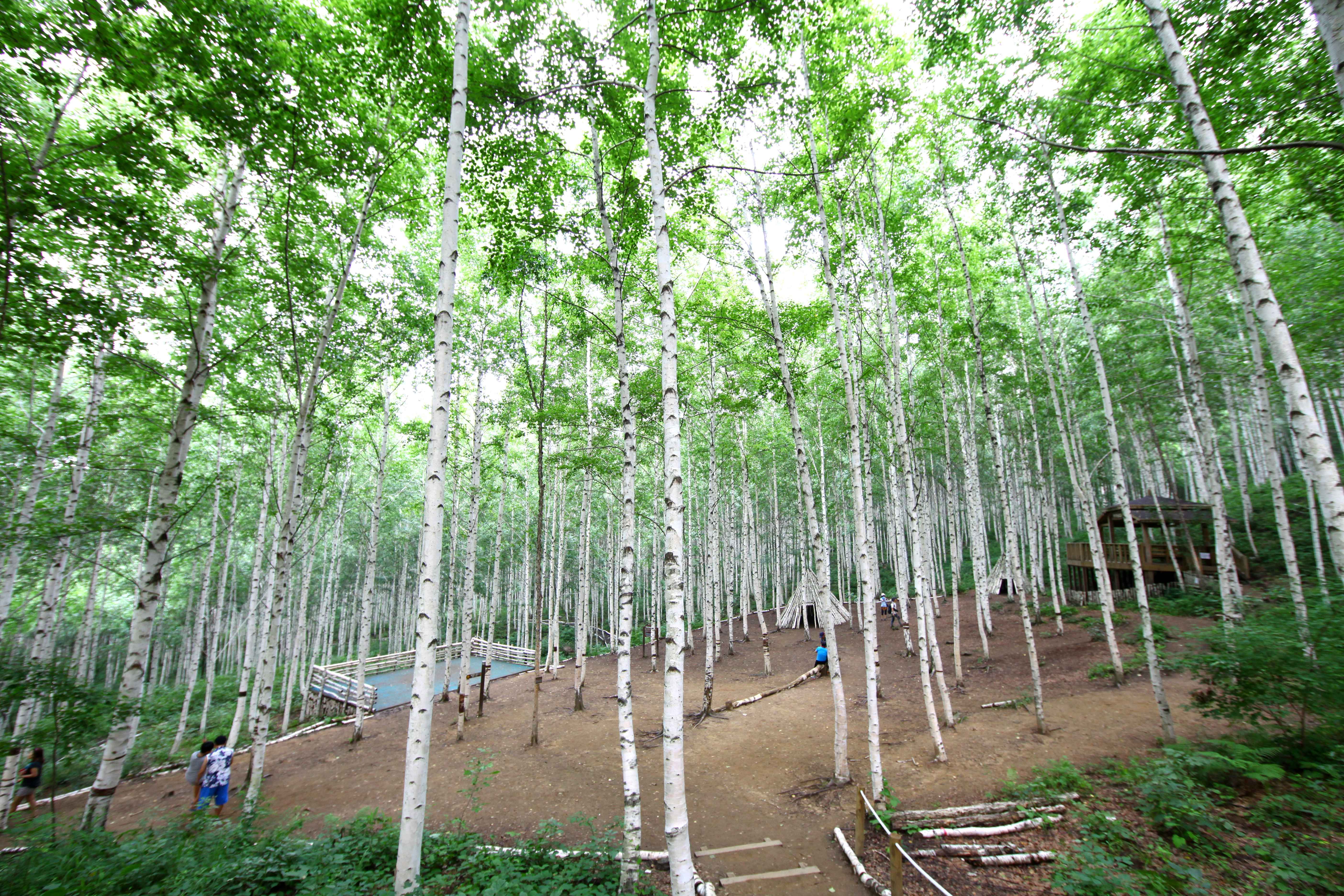 인제 원대리 자작나무 숲 사진