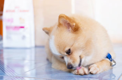 개가 다친 곳을 계속 핥고 있을 때