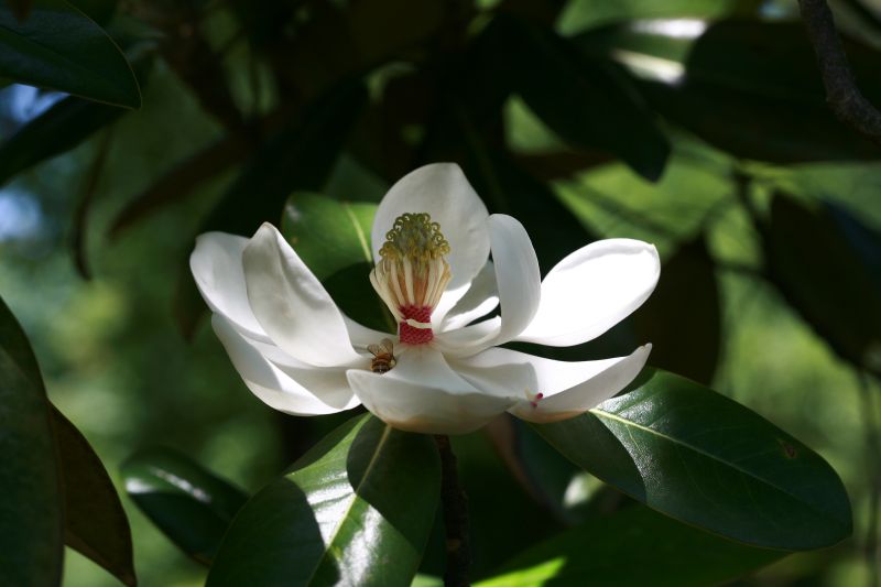 태산목