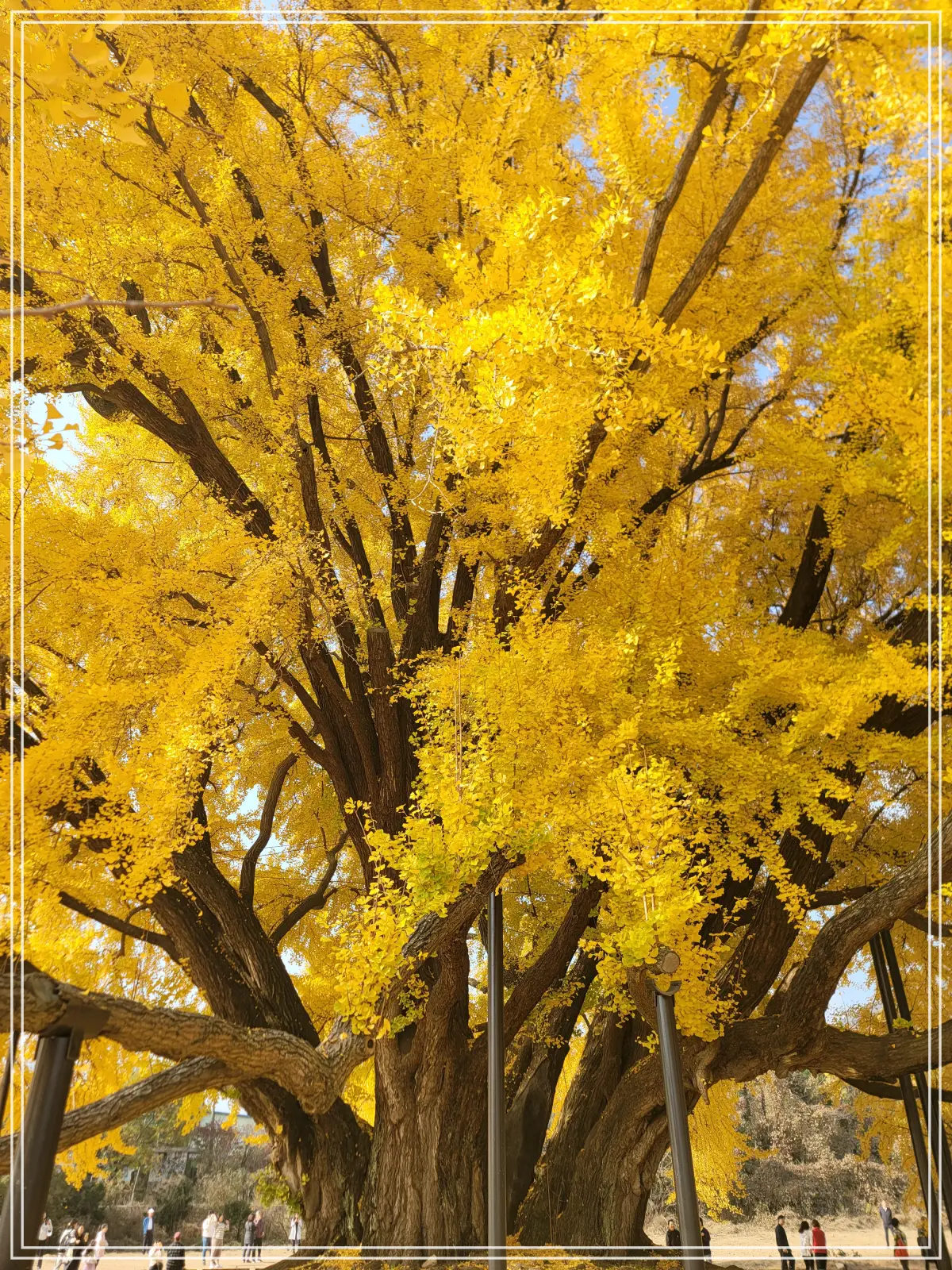 반계리-은행나무-북쪽-위