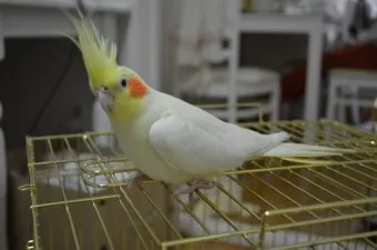 왕관앵무 가격 키우기 분양 수명 먹이 성격 종류_13