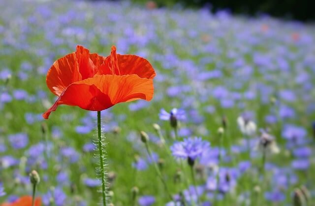 꽃양귀비와 수레국화