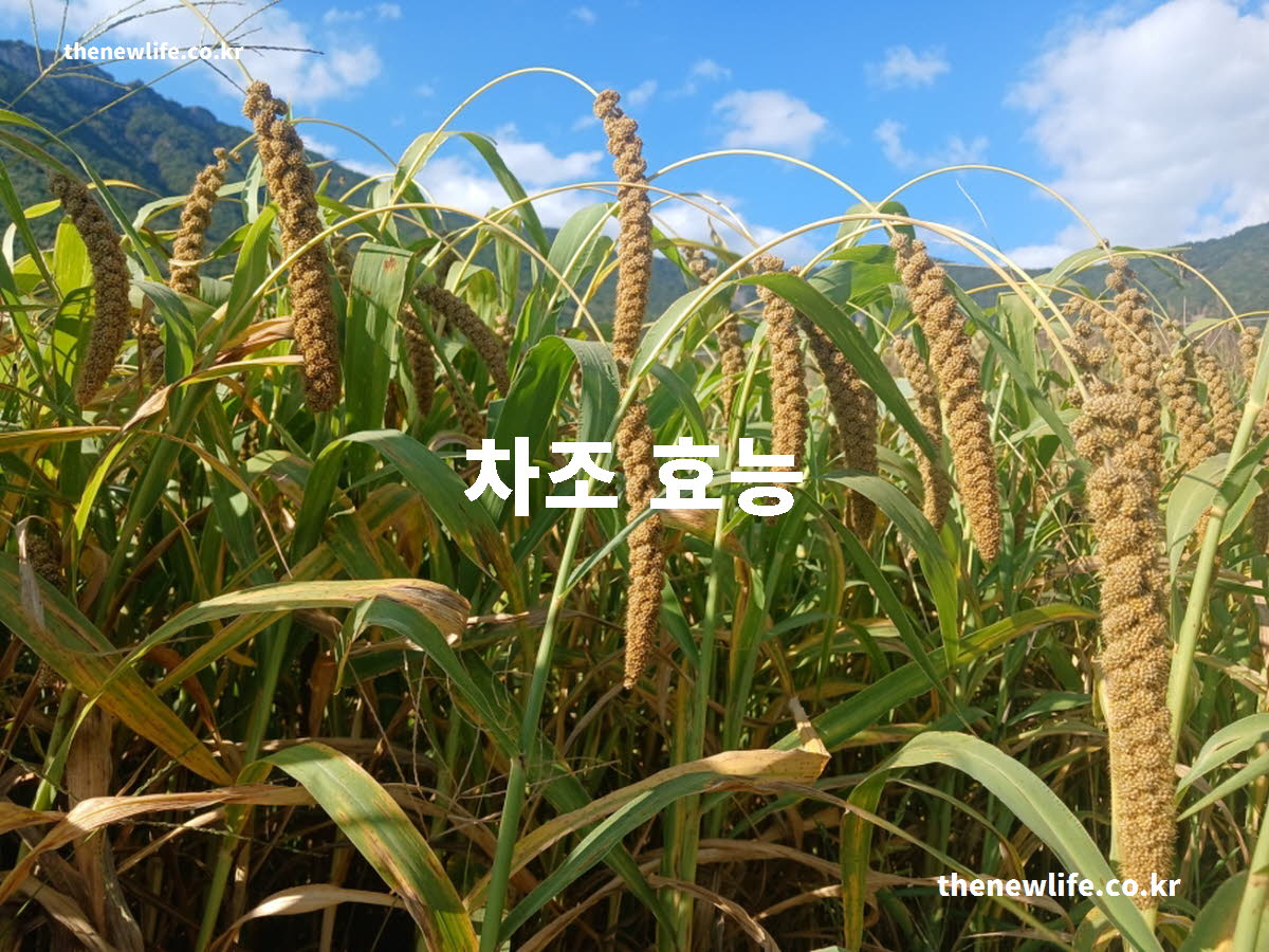 차조 효능 대표 실사진