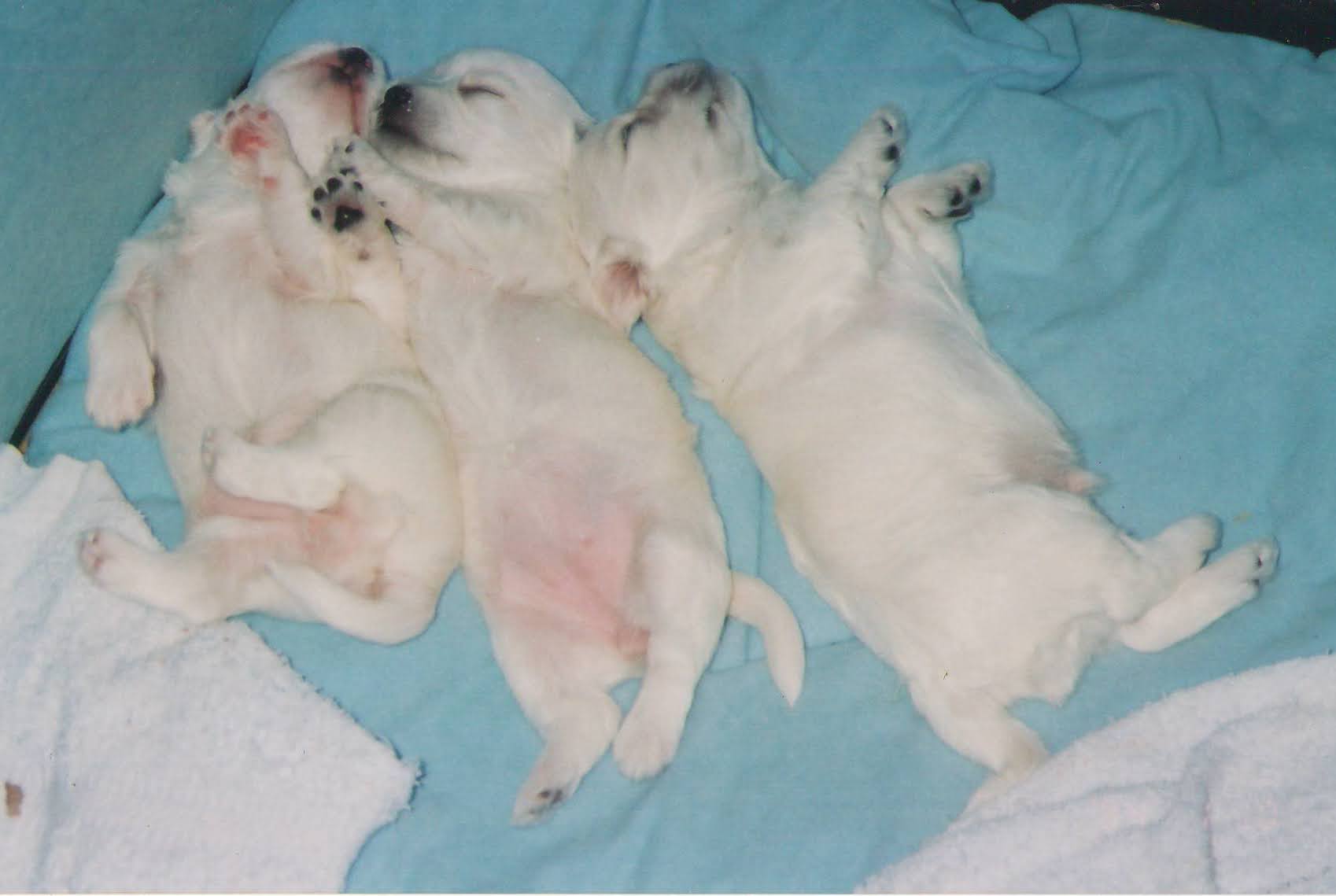 반려견의 임신과 출산 관리