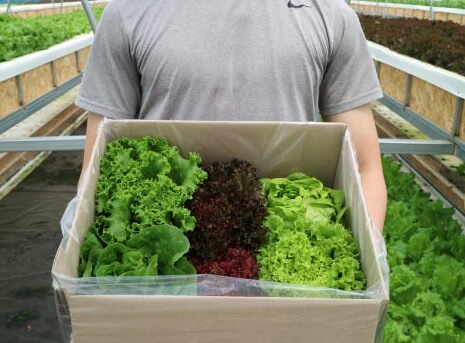 생방송투데이 환승직업 두 번째 인생 충주 쌈 채소 농장 웰팜이에이씨 쌈채소 스마트스토어 주문방법