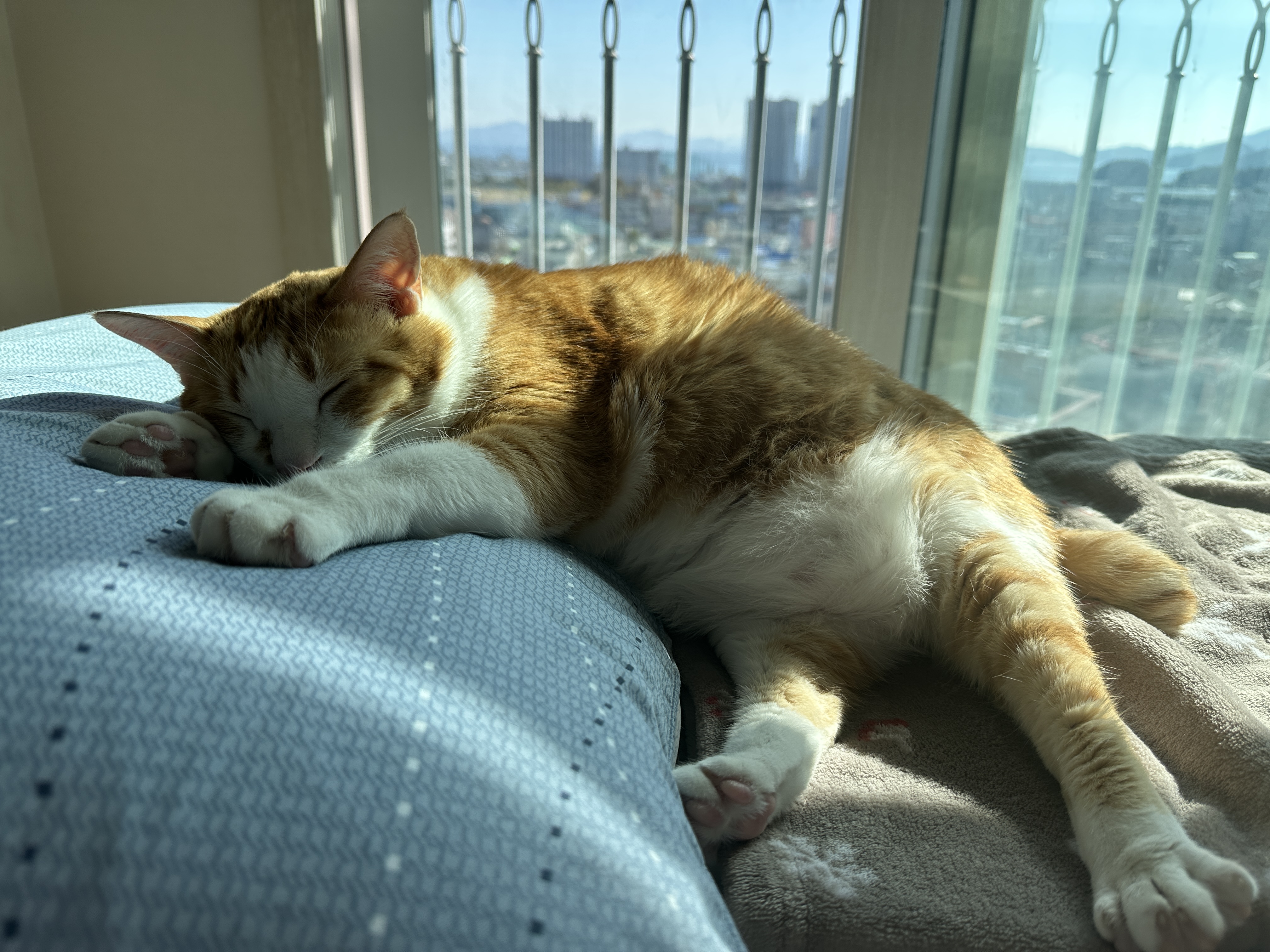 교체한_이불들이_맘에_든_호야