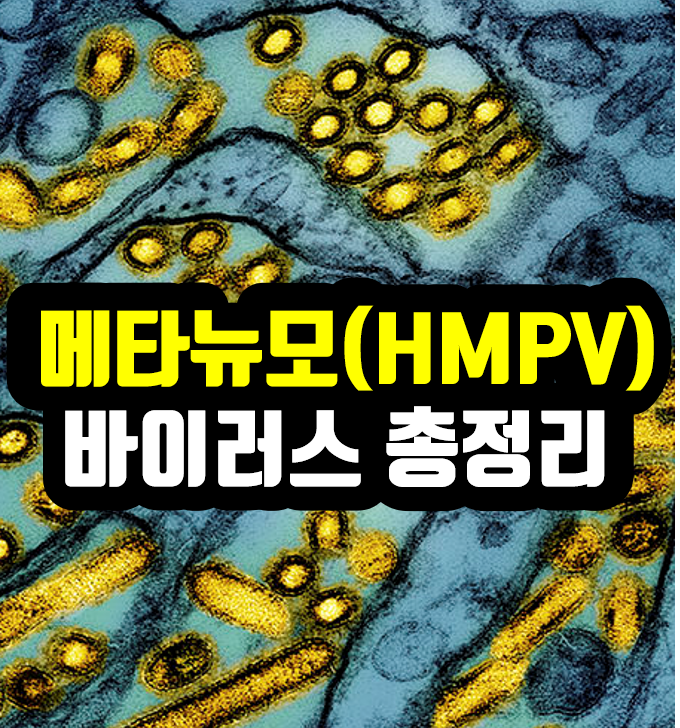 HMPV 바이러스 어떤 병일까? 메타뉴모 바이러스 중국확산 제2의 코로나?