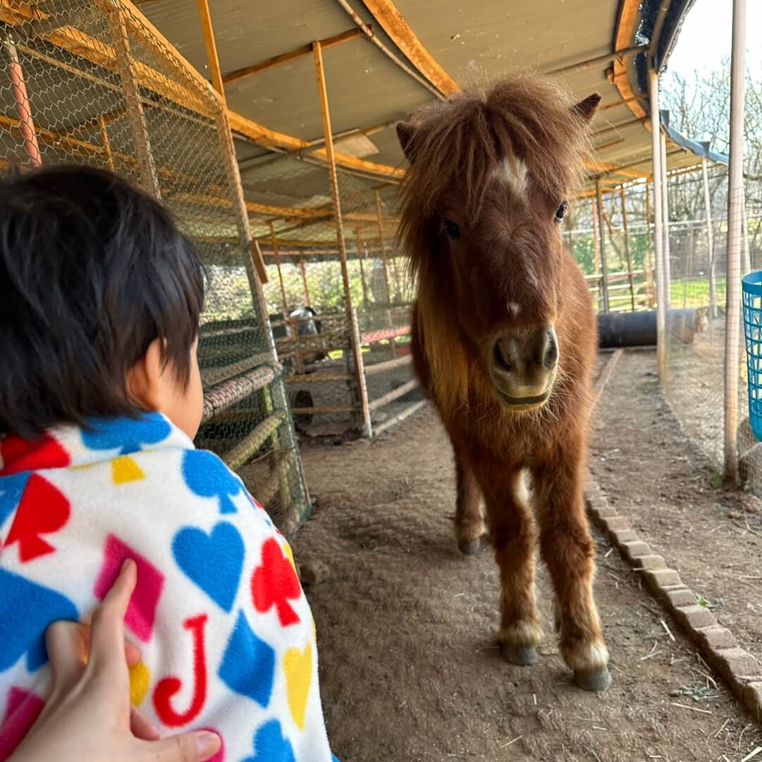 고흥 동물 체험 당나귀 먹이 주기 아이 반응 좋은 체험