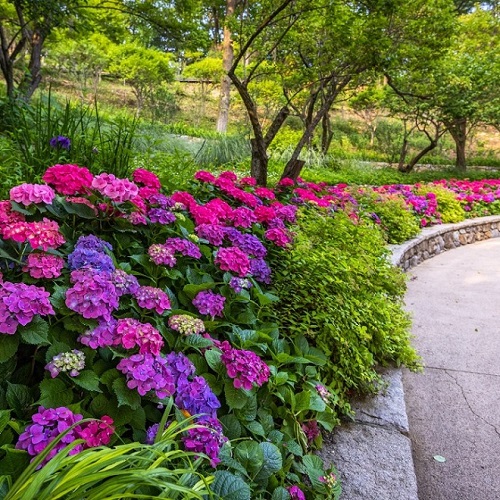 화담숲 수국축제