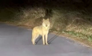 늑구 포획 실패 마취총 드론 재수사