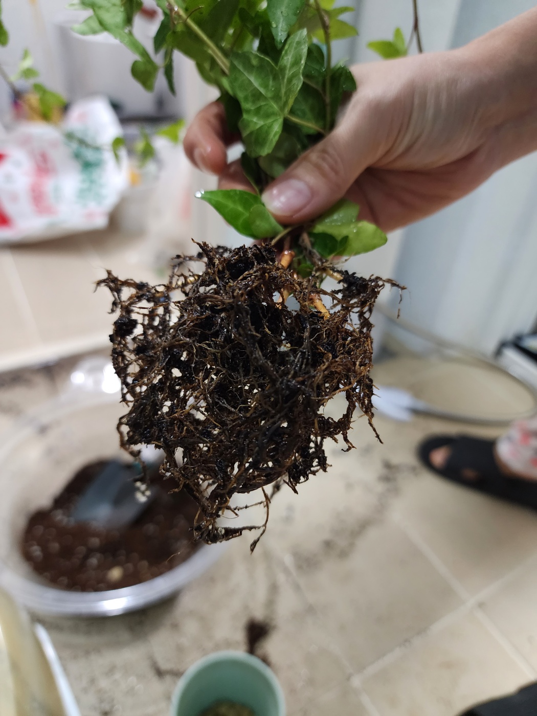 뿌리상태는 양호한편