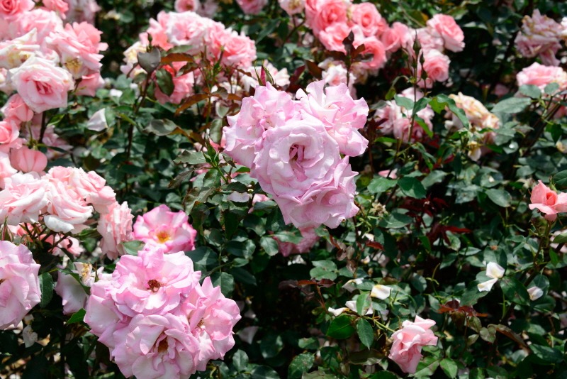 순천만 국가정원