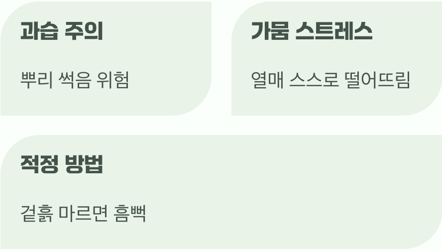 너무 과하거나 부족한 물주기