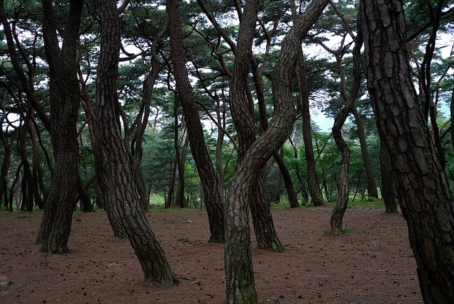4월 국내여행지 추천 BEST 5! 걷기 좋은 봄 힐링 여행지 총정리 (2025년 최신)