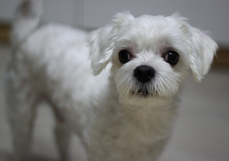 인기 애완견 말티즈