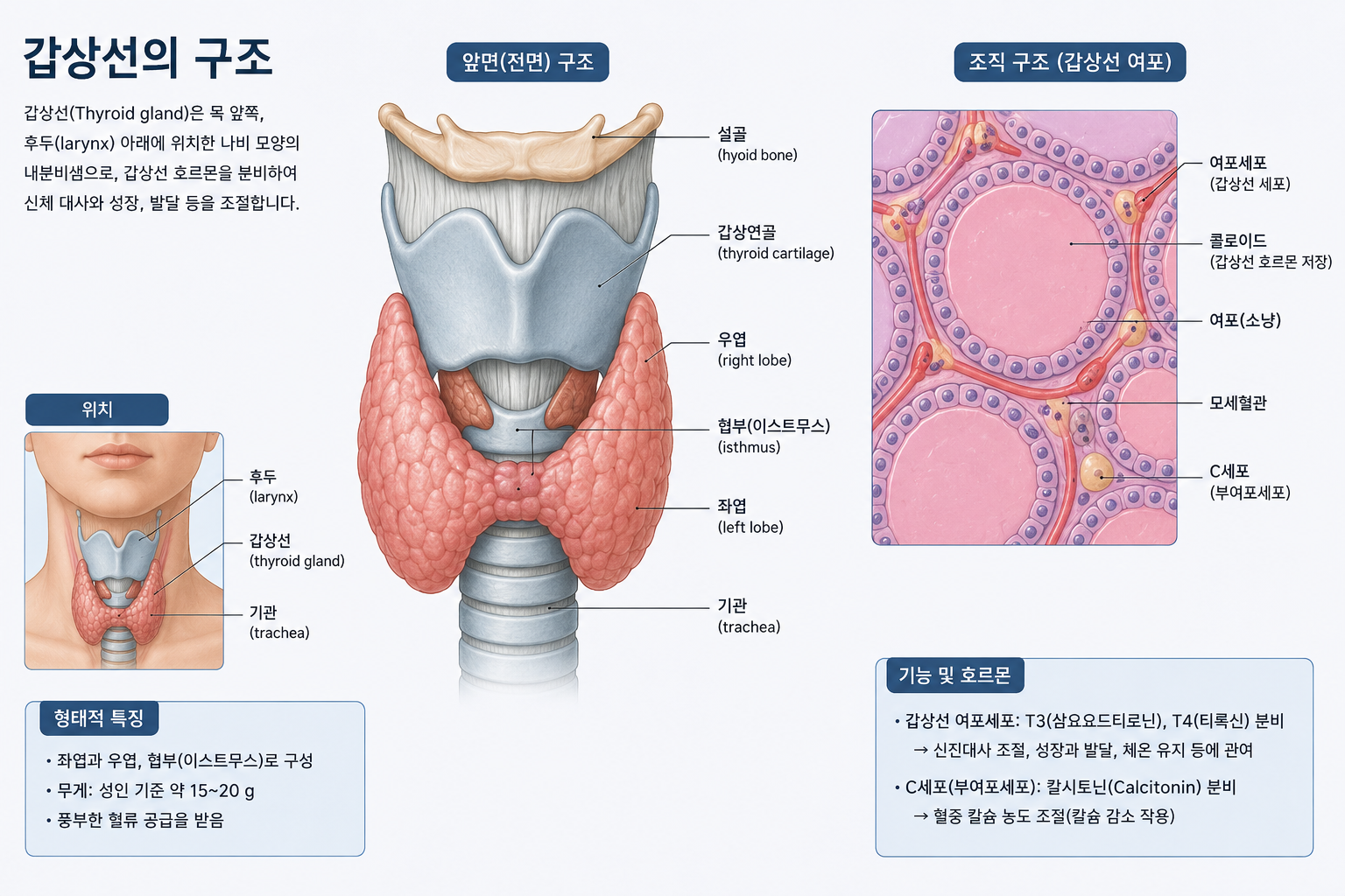 갑상선의 구조