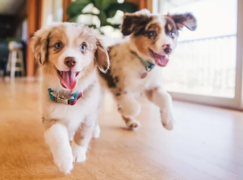 강아지 사진/출처;어도비스톡