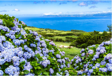 장생포 수국축제 주차장11